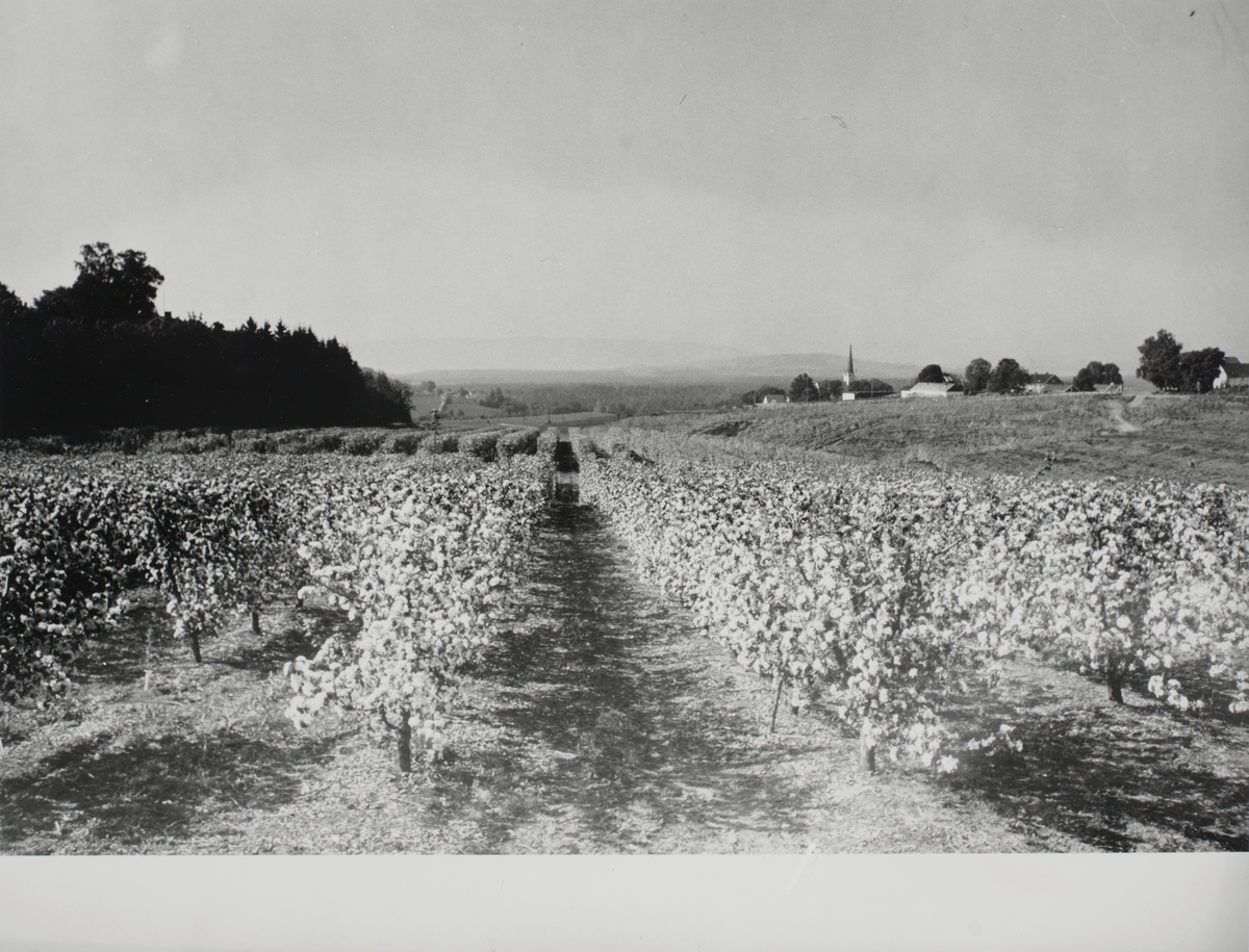 Landskapsfoto av fruktrær ved Norderhov 2.juni 1982.