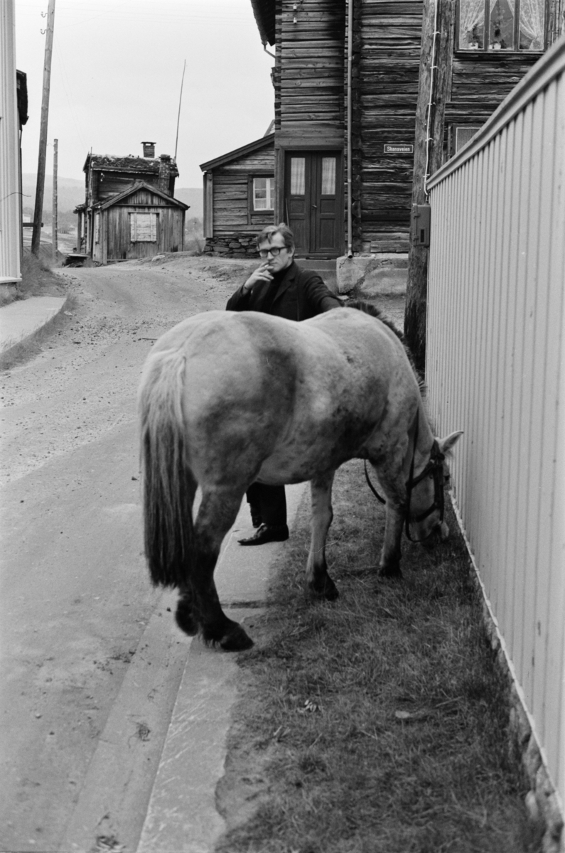 En hest gresser i veikanten på Røros.