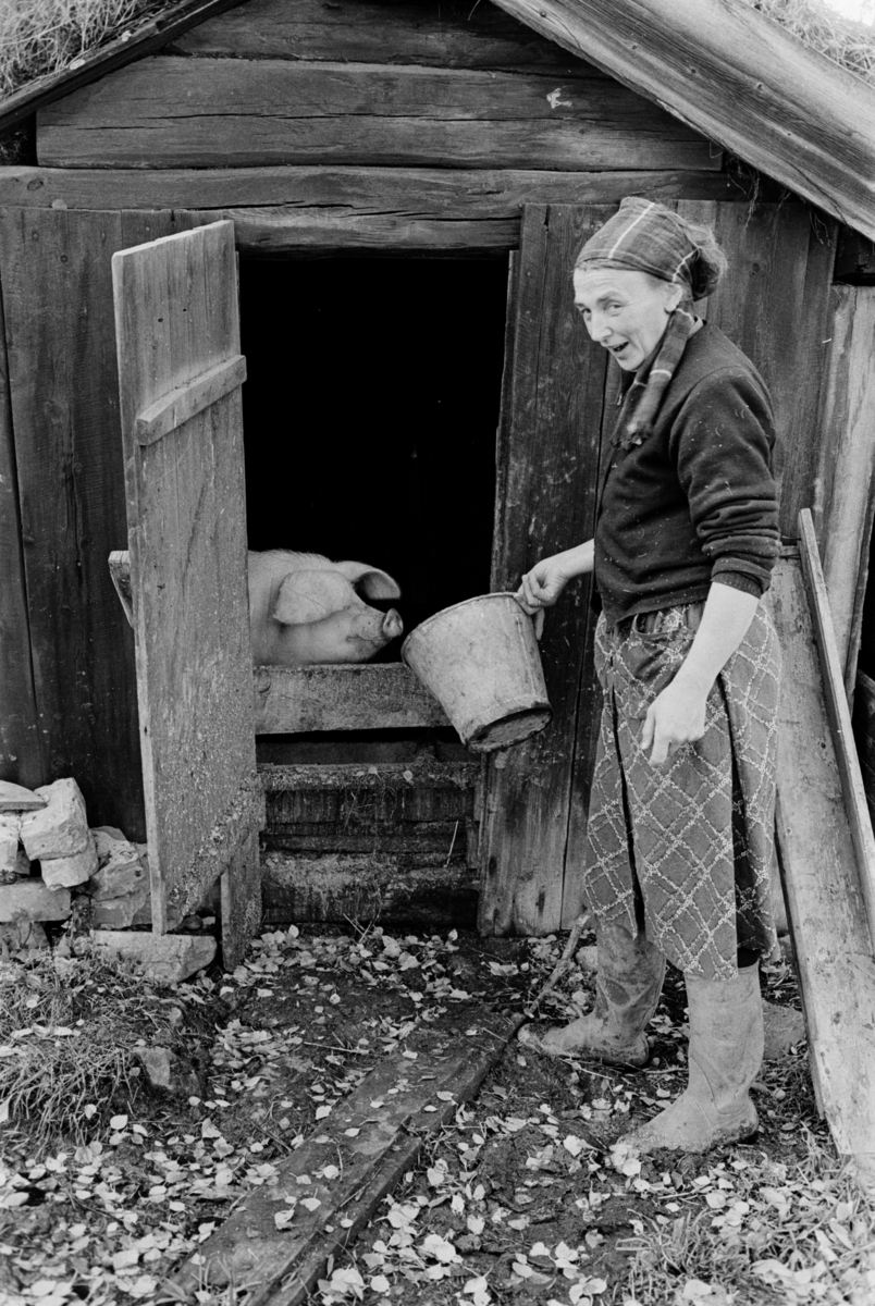 En kvinne mater en gris på Røros.
