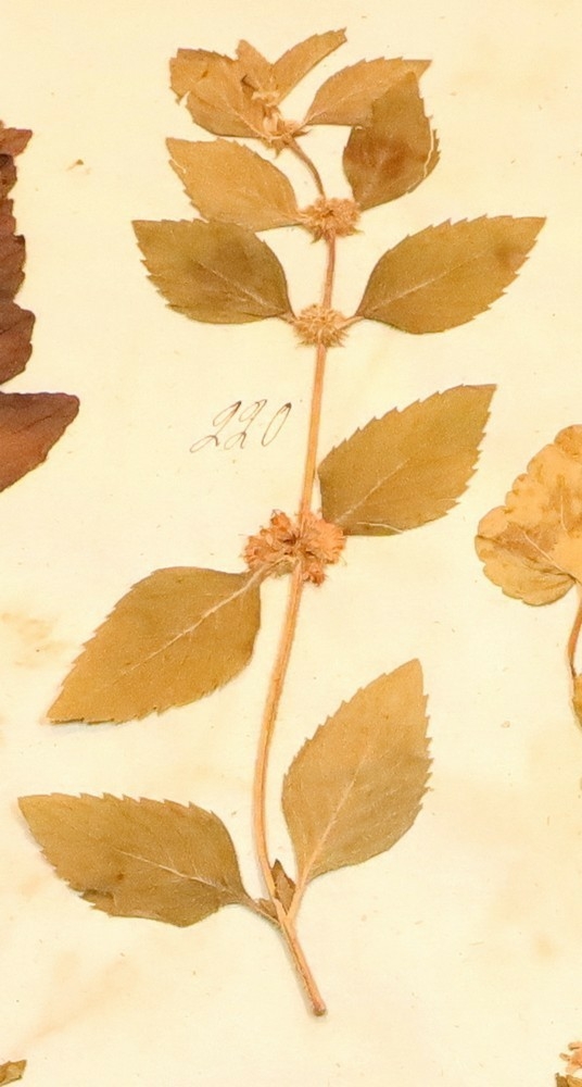 Plante nr. 220 frå Ivar Aasen sitt herbarium.  