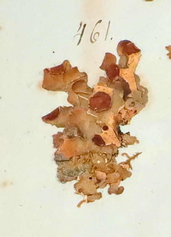 Plante nr. 461 frå Ivar Aasen sitt herbarium.  
