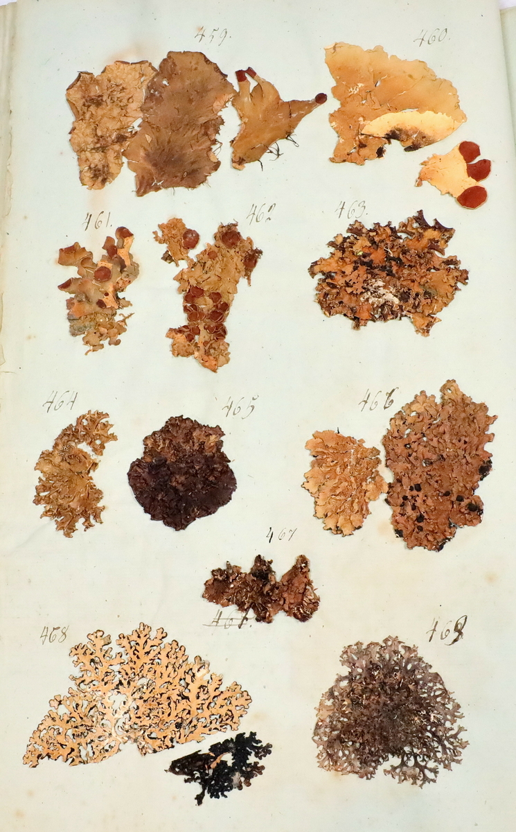 Plante nr. 461 frå Ivar Aasen sitt herbarium.  
