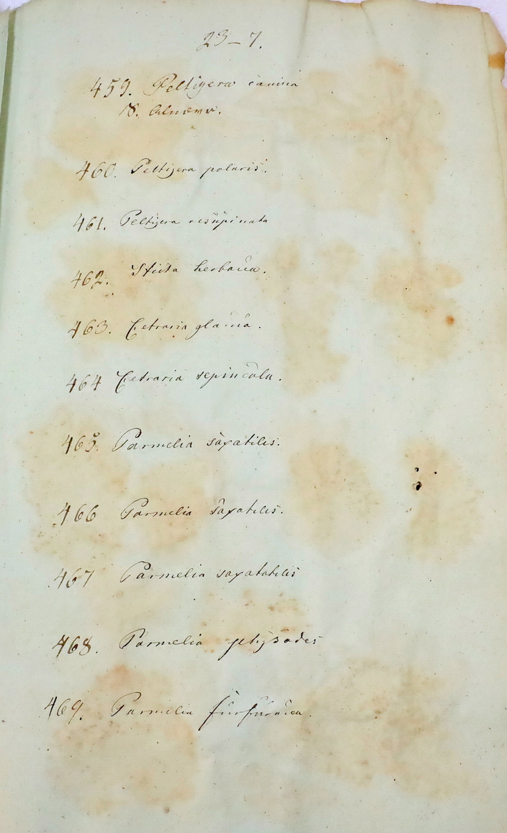 Plante nr. 461 frå Ivar Aasen sitt herbarium.  
