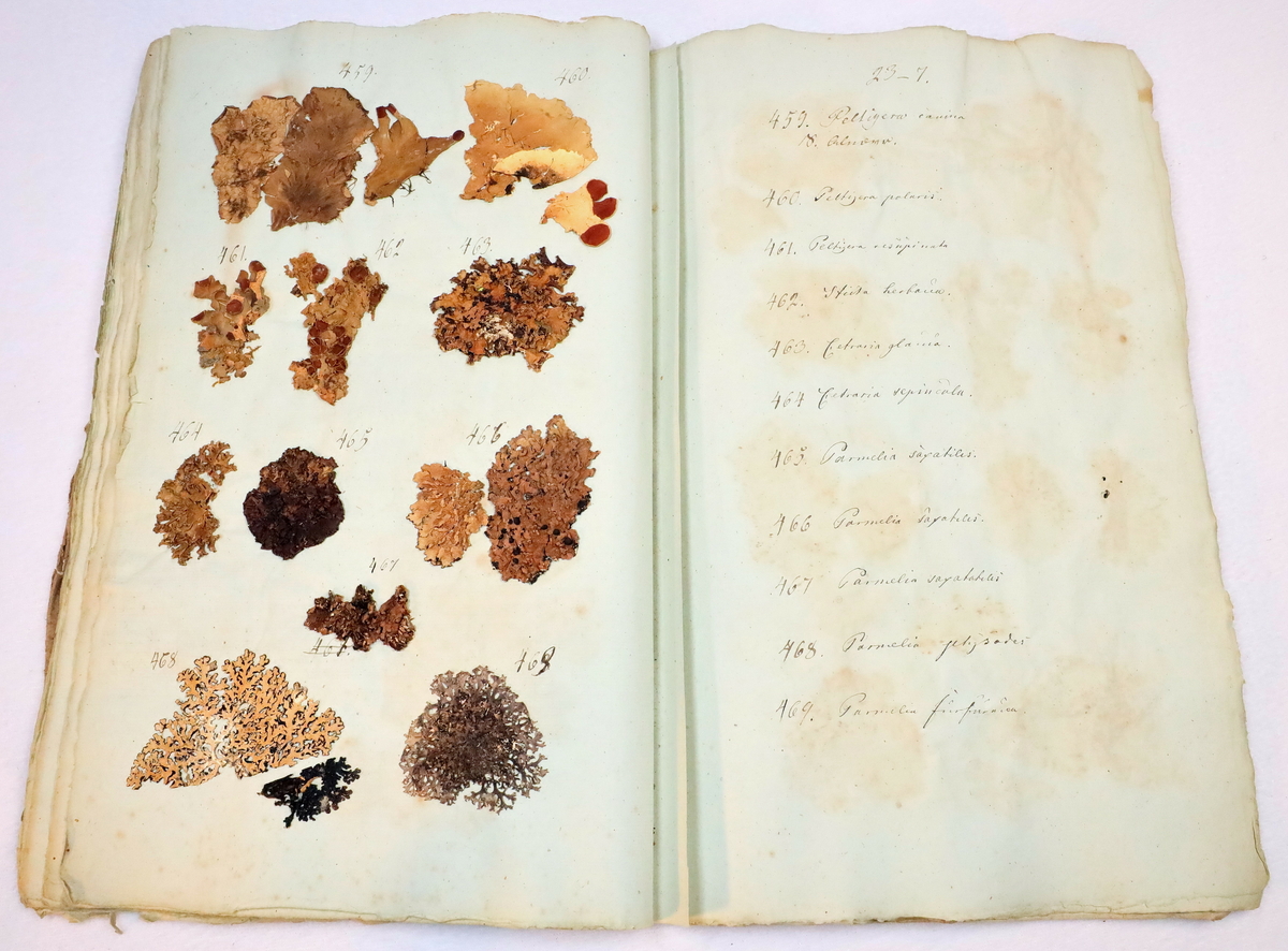Plante nr. 461 frå Ivar Aasen sitt herbarium.  
