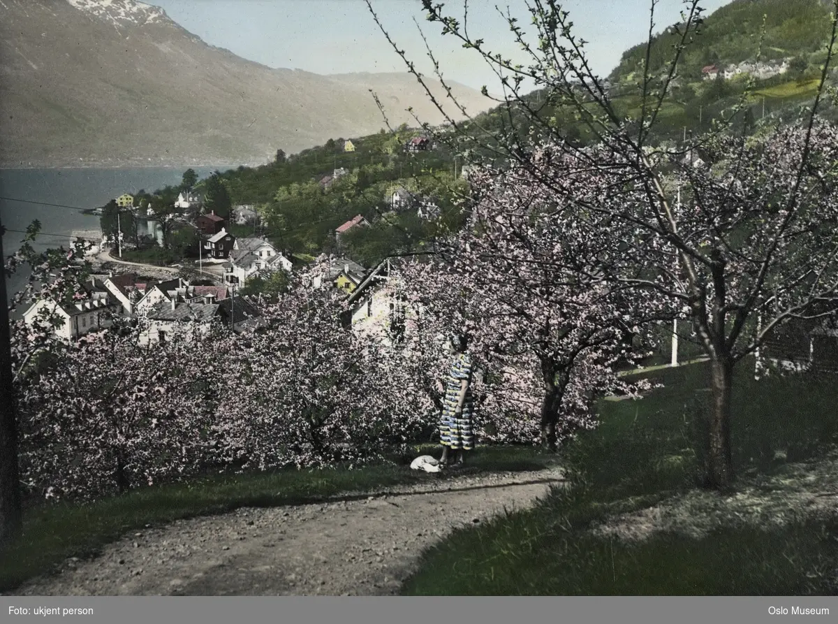 frukthage, fruktblomstring, kvinne, bygd, bolighus, fjord, fjell