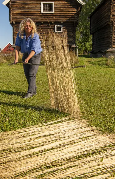 Kvinne i blå skjorte vender linstrå som ligger på bakken til tørk.