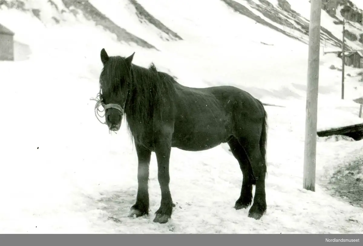 Charlotte. Konvolutt med bilder av de 9 siste hestene som gruveselskapet eide eller hadde i leie. 

Dette var hesten Svarten.

Foto ukjent.