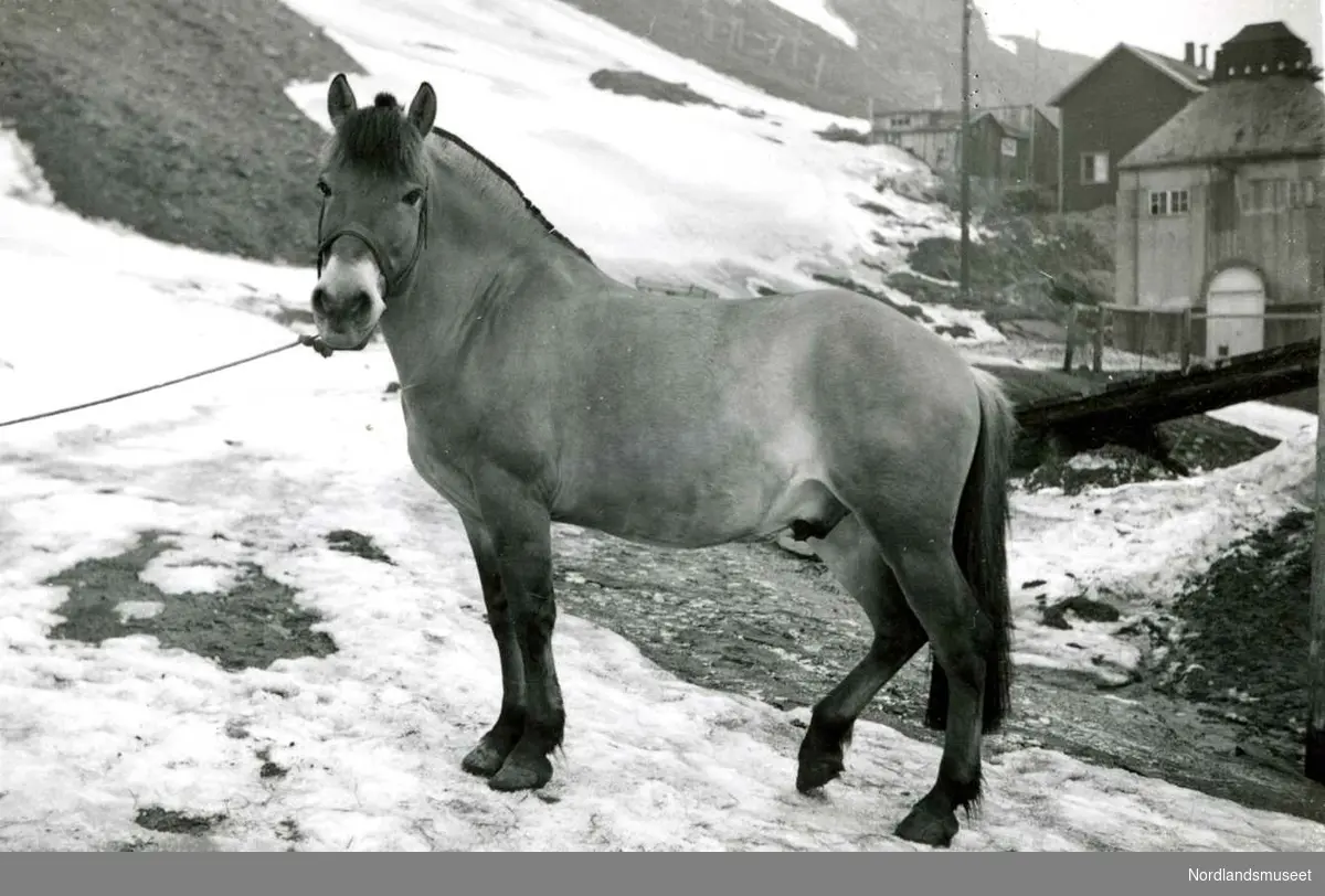 Charlotte. Konvolutt med bilder av de 9 siste hestene som gruveselskapet eide eller hadde i leie. 

Dette var Harald Olsens hest.

Foto Ukjent