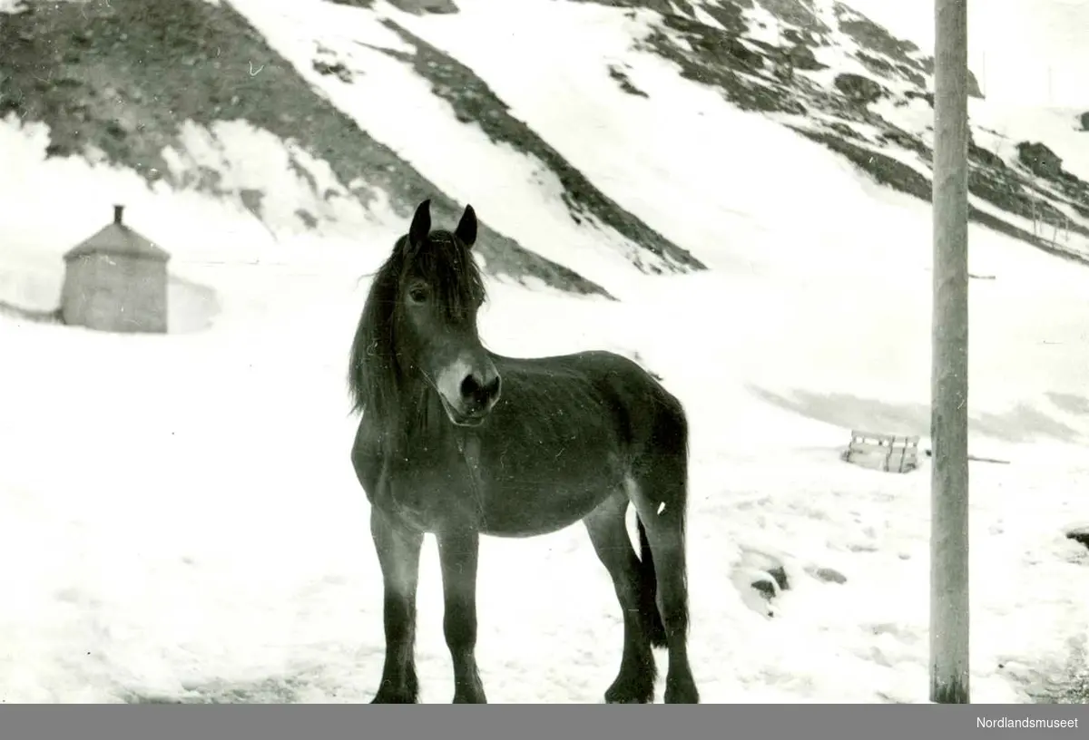 Charlotte. Konvolutt med bilder av de 9 siste hestene som gruveselskapet eide eller hadde i leie. 

Dette var hesten Brunen. I det vesentligste kjørt av Egil Larsen.

Foto Ukjent