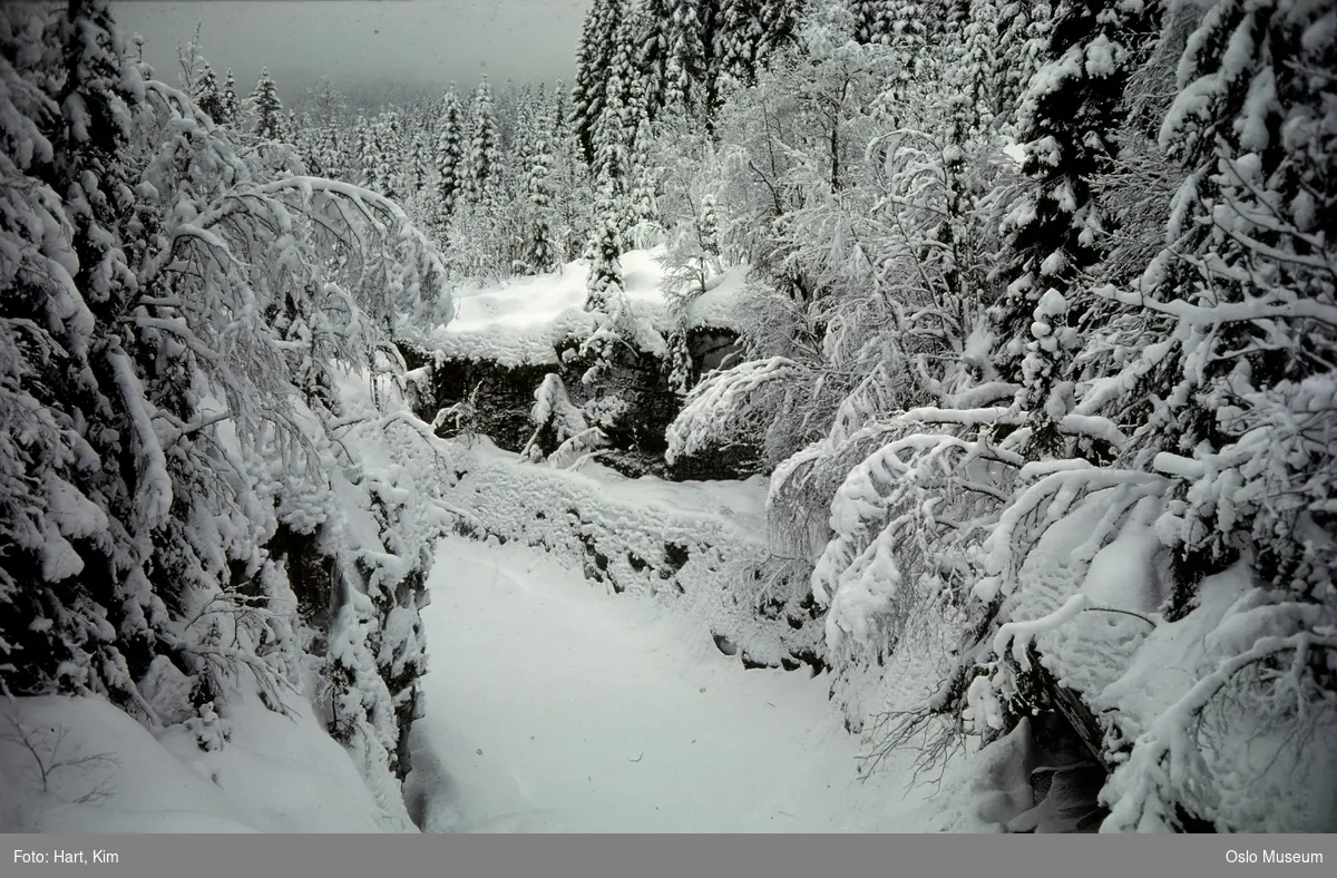 elv, skog, snø