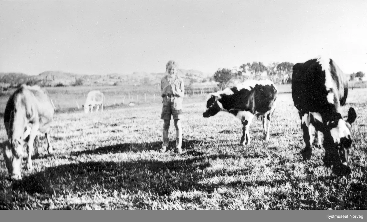 Harald Einvik sammen med kuene i Einvika, Flatanger