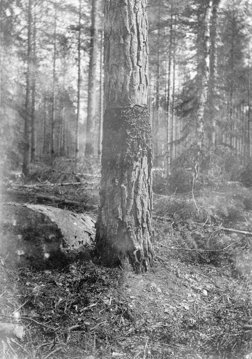 Furustamme som er angrepet av furuspinner (Dendrolimus pini). Fotografiet er tatt i Elverum i 1902-03, i forbindelse med furuspinnerangrepet disse åra.  Furuspinneren er ei nattsommerfugllarve, som har sitt tilhold på tørre sand- og grusmoer.  Sommerfuglen legger egg i barken på trærne. Om høsten, når kulda kommer, kryper larvene nedover stammene og overvintrer i mosedekket.  Om våren kryper de igjen oppover stammene og angriper nålene på trærne, og ved store oppblomstinger i bestandet kan de bli ribbet for bar.  For å forhindre slike skader ble det påstrøket klebrig lim i en ring rundt trestammene, der larvene ble stanset.  Fotografiet viser en furustamme der larvenes vandring er stanset under «limringen».  I bakgrunnen skimtes en del nedhogd ungskog, antakelig furuspinnerangrepne og ødelagte trær.