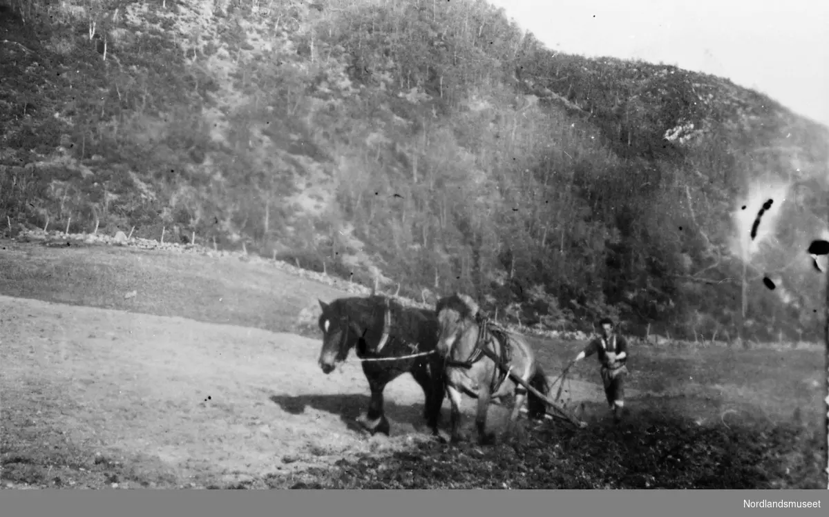 Våronn hos Peder Abelsen, Buvik 1954.