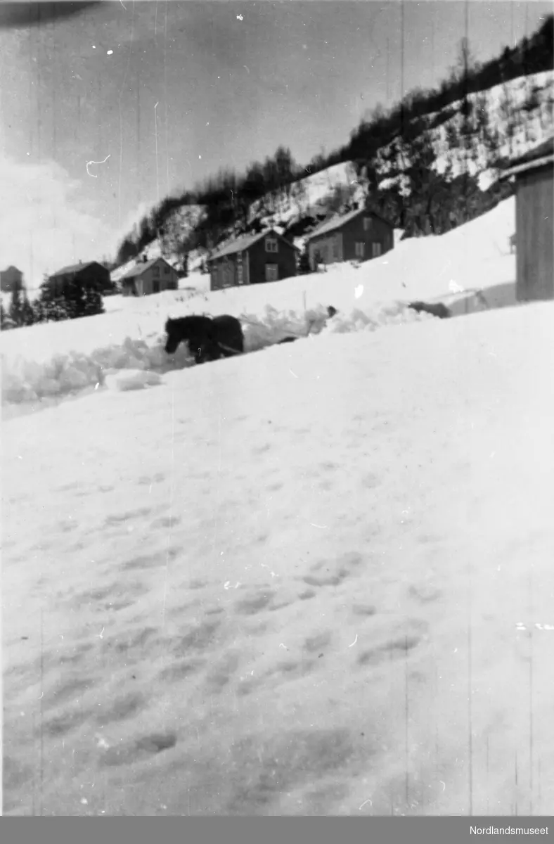 17. mai 1955. Johan Larsen og hesten Tulla.