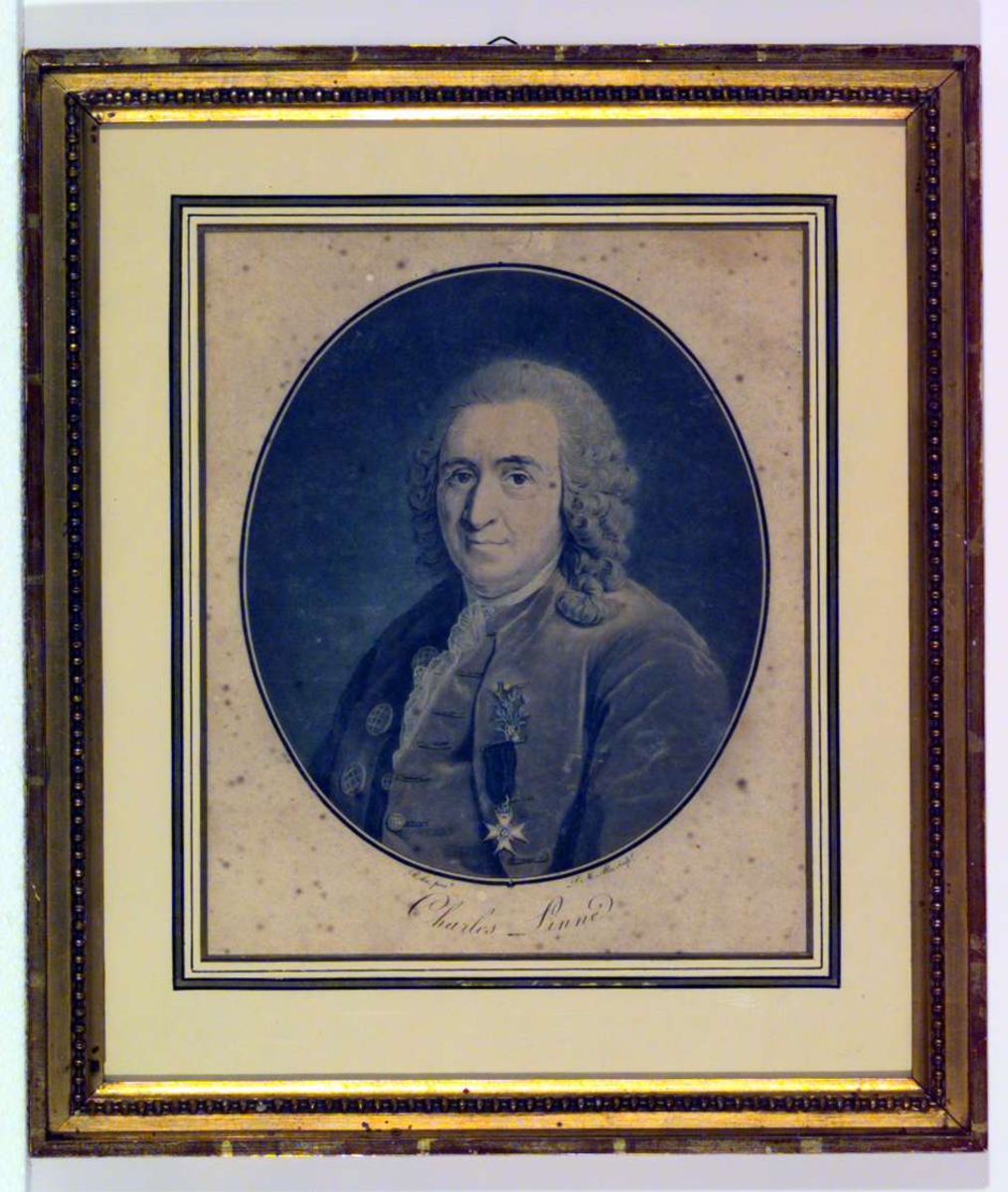 Portrett av Carl von Linné.