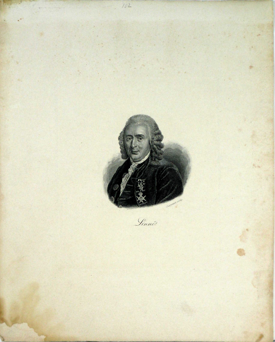 Portrett av Carl von Linné