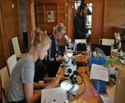 Ungdommer som ser i mikroskop