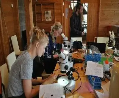 Ungdommer som ser i mikroskop