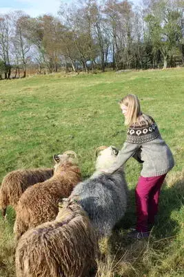 Unge jente i strikkegenser klapper sauer