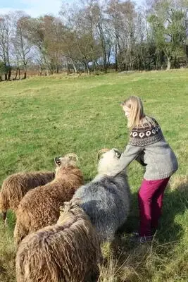 Unge jente i strikkegenser klapper sauer