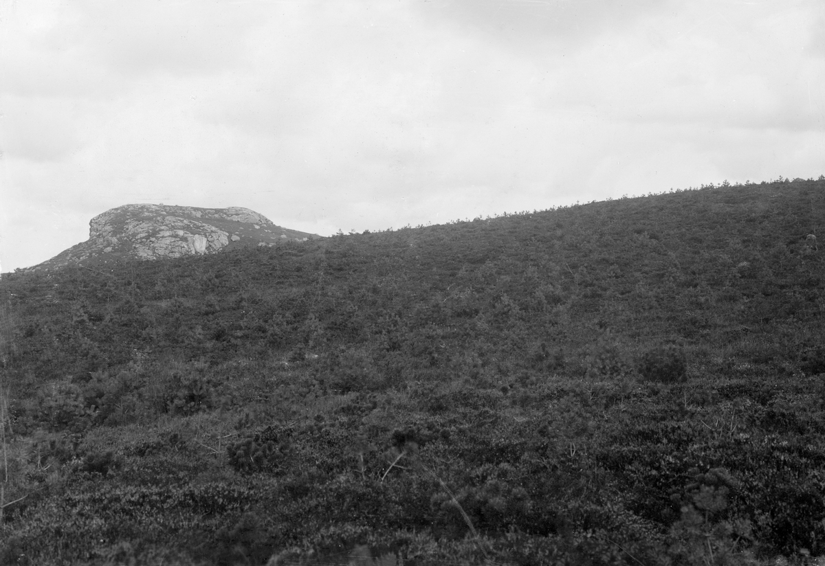 Gras- og lyngbevokst bakkekam i Mykleskogen i Høyland, der det er plantet furu.  Furuplantene var fortsatt svært små da bildet ble tatt. Mot horisonten til venstre på bildet rager en bergnut. 