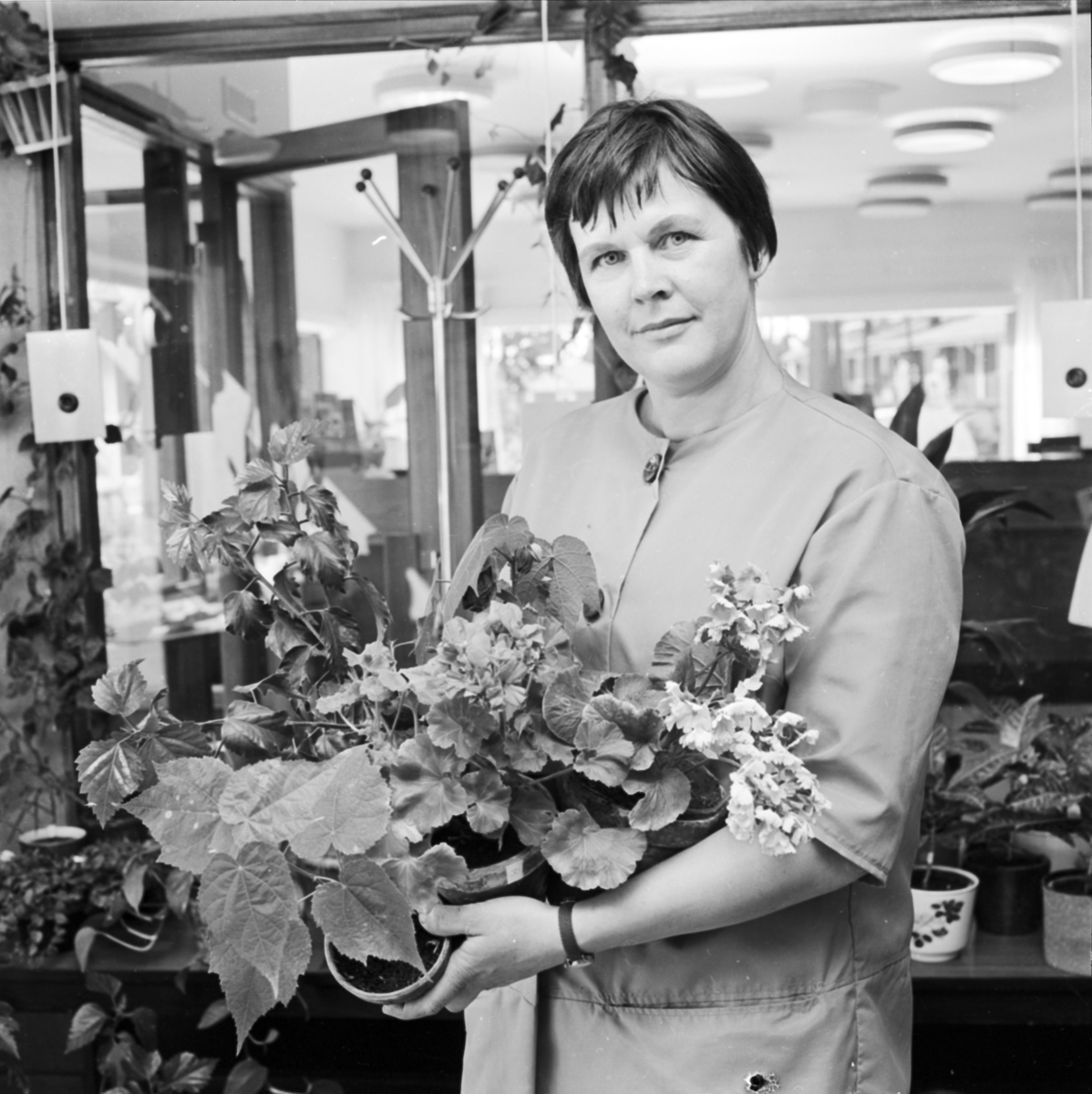 Blomsteraffären Ringblomman, Maj-Britt Sundevall med famnen full av värmeskadade blommor, Uppsala 1965