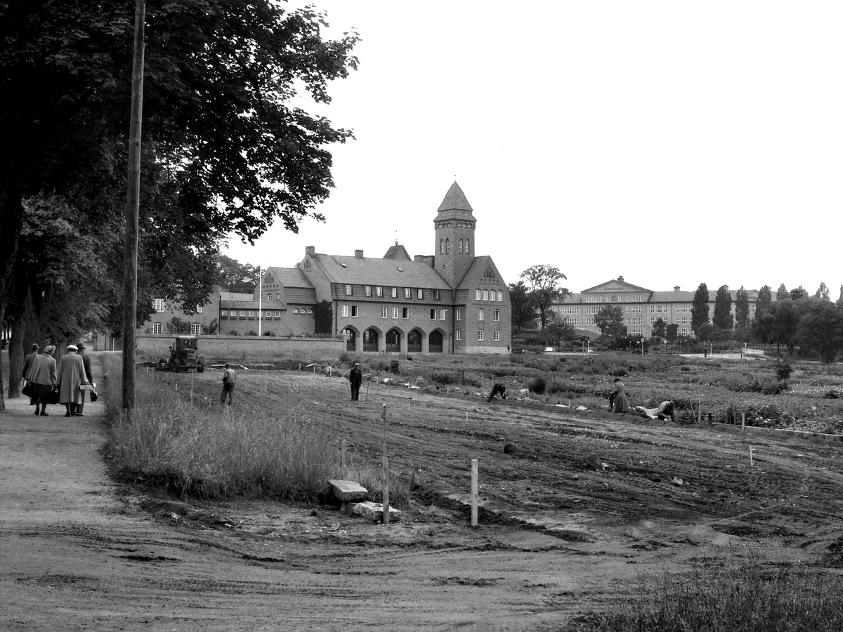 Det var i förstone oklart för oss vad som pågick utmed Gröngatan i Linköping sommaren 1954. Vi spekulerade om en påbörjad breddning eller omdragning av gatan, som aldrig kom att realiseras. Svaret visar sig vara anläggandet av en parkeringsyta som inte kom att bli så långvarig. I övrigt visar bilden del av de så kallade Ålebrunnslyckorna som från 1919 användes för kollonilottsodlingar. I fonden Linköpings brandstation.