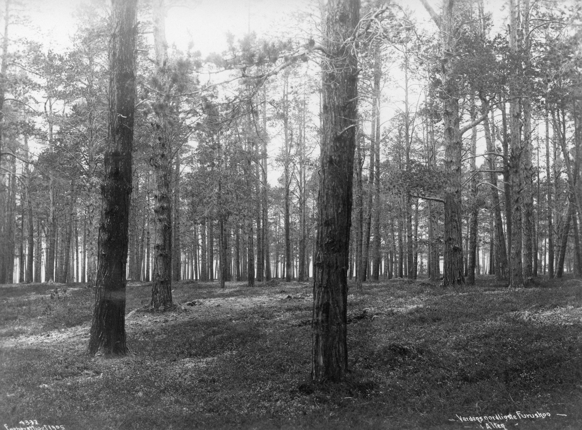 Gammel furuskog med markvegetasjon av lav og lyng ved Alta-garden.  I Skogvesenets fotoalbum er denne furuskogen karakterisert som "Verdens nordligste"