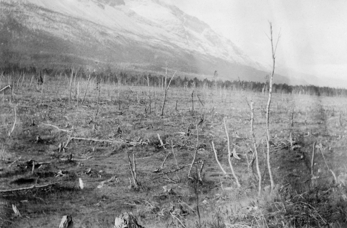 Brannflate i Skibotndalen.  Fotografiet viser ei grasbevokst slette med stubber og enkelte bladløse bjørkestammer.  I bakgrunnen ei rand med furuskog mot en delsvis snødekt åsrygg. 