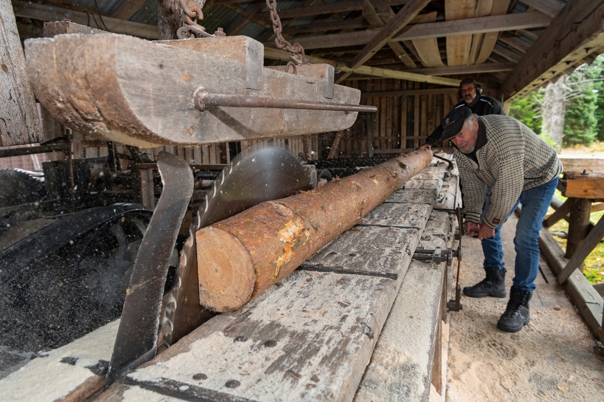 Formidling av sagbrukshistorie og materialkunnskap under temadagsopplegget «Det kommer fra skogen» på Norsk skogmuseum høsten 2022. På dette fotografiet ser vi Bjørn Sandberg (nærmest) og Håkon Erik Vold vise hvordan tømmerstokken kunne bli til skurlast på ei gardssag. Arenaen for denne formidlinga var Denne saga som ble flyttet fra Sormerud-skogen lengst sør i Elverum, som lenge tilhørte Møystad-familien i Hernes, til museet i 1991. Saghuset er oppført i delvis bordkledd bindingsverk. Det er drøyt 16 meter langt og 5 meter bredt. I tillegg har bygningen et utbygg på snaut 8 kvadratmeter, der elektromotoren som driver saga står. Tømmeret tas inn gjennom en 7,7 meter lang åpning på den ene langveggen, fra ei utvendig rampe, som skimtes bak Bjørn Sandberg. Der legges den på en sagbenk som er bygd av 5" X 5" bjelker. Benken er 75 centimeter bred og rager 70 centimeter over golvet. På toppen av denne benken er det sylindriske «ruller», som «brettet», anleggsflata for sagstokkene, ligger på. Brettet er drøyt 9 meter langt. Det er lagd av 2 ¼ toms plank og har ei 2,5 centimeter bred spalte der sagbladet skal gå når brettet beveges framover eller bakover. Stokken legges på brettet med den delen som skal «kantes vekk» som hun på den indre delen av brettet («styrebrettet») mens den delen som blir liggende på den fremre delen – «forbrettet» - spennes fast ved hjelp av ei jernklo i stokkens bakre ende. Deretter settes sag i drift, og brettet med den fastspente stokken kjøres mot et hurtigroterende sirkelsagblad, i dette tilfellet med cirka 1 meters diameter. Framfor bladet (til venstre på bildet) ser vi den såkalte «spaltekniven», som skal utvide skurspalta, slik at bladet går lett, uten å knipe. Godset i denne komponenten er følgelig forholdsvis tynt i forkant (mot bladet) og tjukkere i bakkant. Over sagbladet og spaltekniven henger det en såkalt «skjerm» - en overdekning av tre. Denne komponenten skulle beskytte sagmesteren mot bordstubbe og fliser som sagbladet stundom kunne kaste ut i saghuset. Skjermen beskytter best når den ligger lavt over bladet. Den må imidlertid kunne heves når det skjæres grovt tømmer, og den må kunne trekkes til side når det arbeides med bladet, derfor bøylehandtaket av jern på den sida som vender mot sagmesterens arbeidsplattform.  Da dette fotografiet ble tatt kantet karene en forholdsvis grann granstokk.