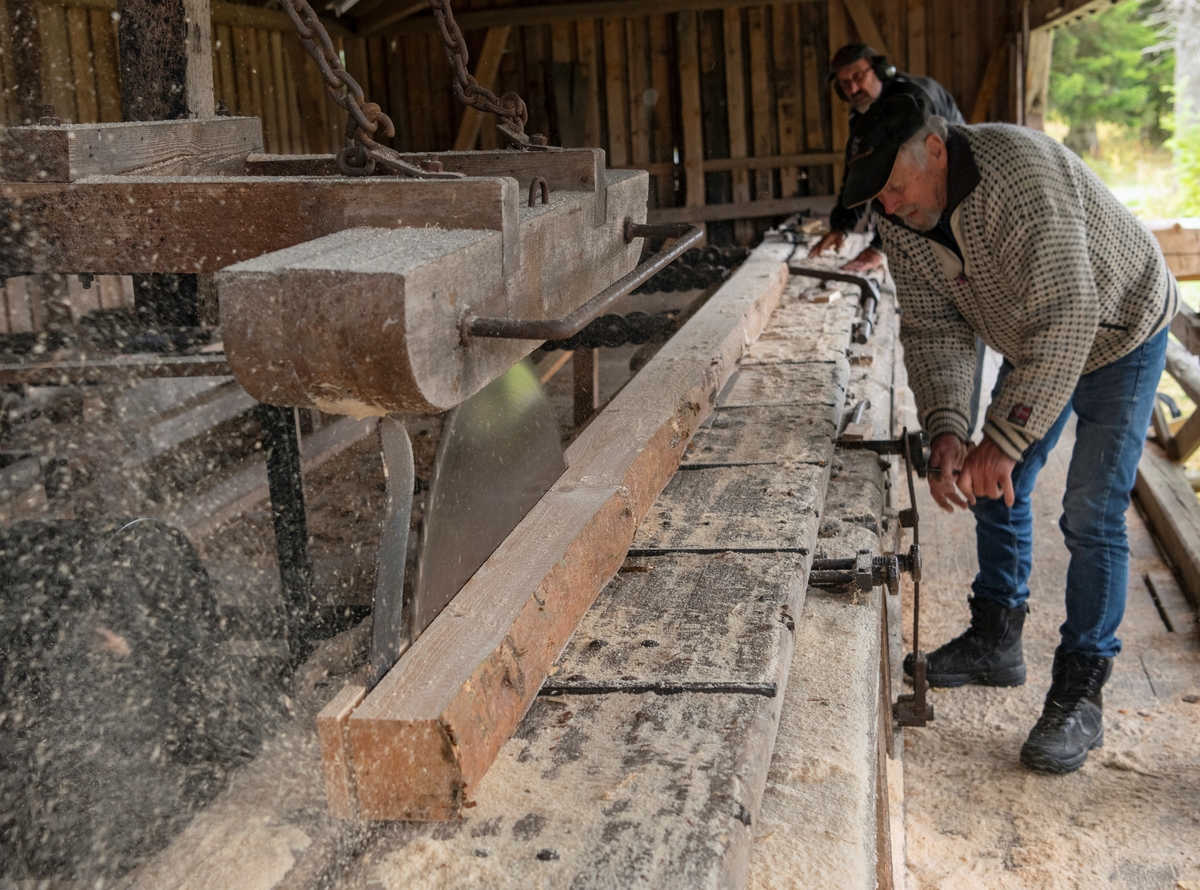 Formidling av sagbrukshistorie og materialkunnskap under temadagsopplegget «Det kommer fra skogen» på Norsk skogmuseum høsten 2022. På dette fotografiet ser vi Bjørn Sandberg (nærmest) og Håkon Erik Vold vise hvordan tømmerstokken kunne bli til skurlast på ei gardssag. Arenaen for denne formidlinga var Denne saga som ble flyttet fra Sormerud-skogen lengst sør i Elverum, som lenge tilhørte Møystad-familien i Hernes, til museet i 1991. Saghuset er oppført i delvis bordkledd bindingsverk. Det er drøyt 16 meter langt og 5 meter bredt. I tillegg har bygningen et utbygg på snaut 8 kvadratmeter, der elektromotoren som driver saga står. Tømmeret tas inn gjennom en 7,7 meter lang åpning på den ene langveggen, fra ei utvendig rampe, som skimtes bak Bjørn Sandberg. Der legges den på en sagbenk som er bygd av 5" X 5" bjelker. Benken er 75 centimeter bred og rager 70 centimeter over golvet. På toppen av denne benken er det sylindriske «ruller», som «brettet», anleggsflata for sagstokkene, ligger på. Brettet er drøyt 9 meter langt. Det er lagd av 2 ¼ toms plank og har ei 2,5 centimeter bred spalte der sagbladet skal gå når brettet beveges framover eller bakover. Stokken legges på brettet med den delen som skal «kantes vekk» som hun på den indre delen av brettet («styrebrettet») mens den delen som blir liggende på den fremre delen – «forbrettet» - spennes fast ved hjelp av ei jernklo i stokkens bakre ende. Deretter settes sag i drift, og brettet med den fastspente stokken kjøres mot et hurtigroterende sirkelsagblad, i dette tilfellet med cirka 1 meters diameter. Framfor bladet (til venstre på bildet) ser vi den såkalte «spaltekniven», som skal utvide skurspalta, slik at bladet går lett, uten å knipe. Godset i denne komponenten er følgelig forholdsvis tynt i forkant (mot bladet) og tjukkere i bakkant. Over sagbladet og spaltekniven henger det en såkalt «skjerm» - en overdekning av tre. Denne komponenten skulle beskytte sagmesteren mot bordstubbe og fliser som sagbladet stundom kunne kaste ut i saghuset. Skjermen beskytter best når den ligger lavt over bladet. Den må imidlertid kunne heves når det skjæres grovt tømmer, og den må kunne trekkes til side når det arbeides med bladet, derfor bøylehandtaket av jern på den sida som vender mot sagmesterens arbeidsplattform. Da dette fotografiet ble tatt skar Sandberg og Vold bord av en stokk de på forhånd hadde kantet.