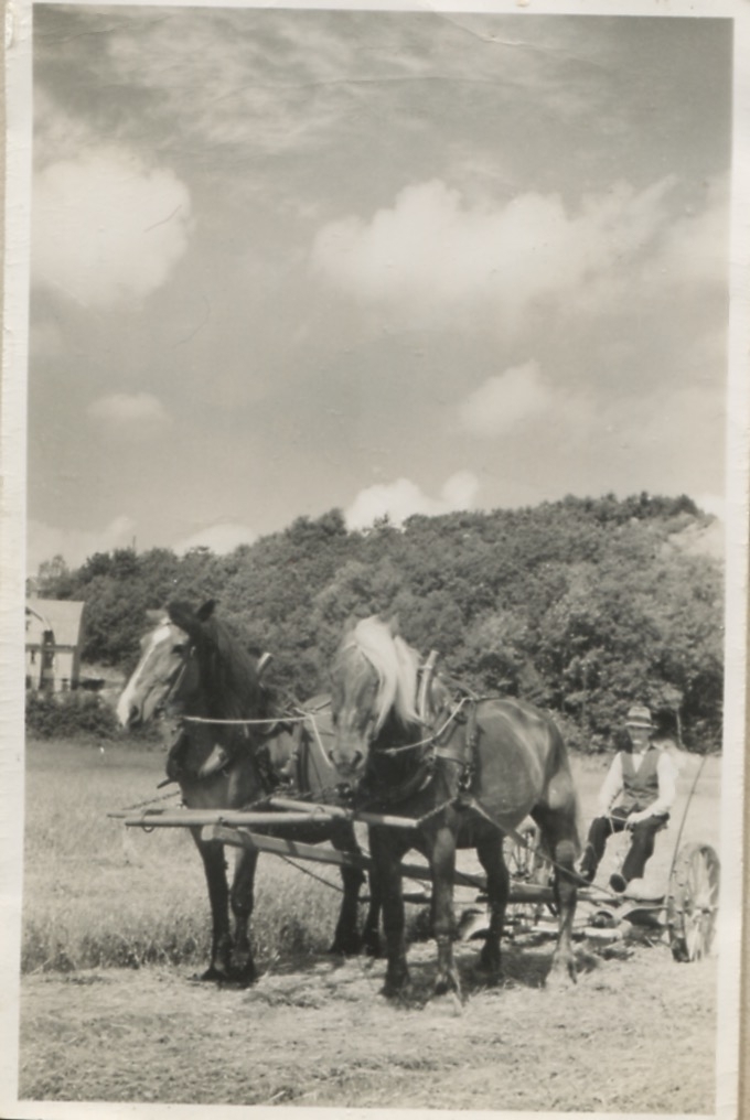 Axel Eriksson (1877 - 1958) ute på åkern med två förspända arbetshästar (Maja är den ena), "Store Börjes" Heljered Mellangård 1:2 okänt årtal.