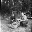 Rotenonbehandling i Bergadammen 1961. Två män sitter hukade över en lår full med döda fiskar.