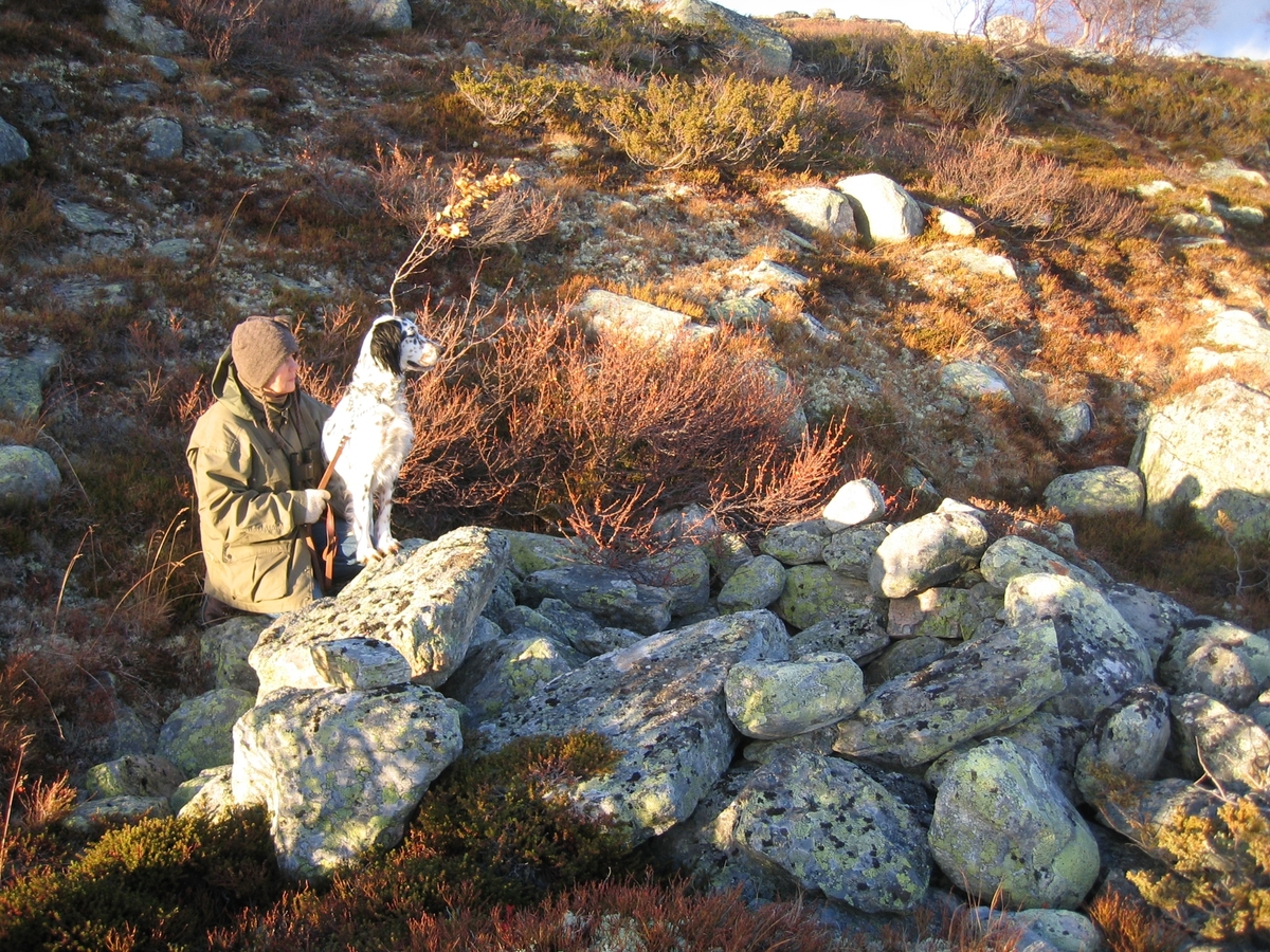 Burest under Kolla SØ