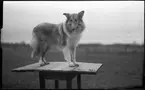 Colliehund på bord