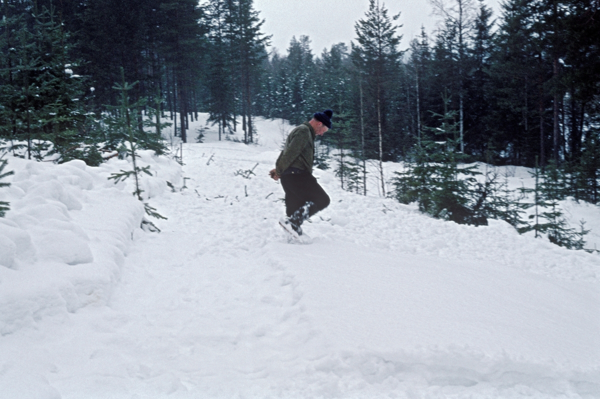 Tømmerkjører Johan Rasch (1916-2009) tråkker velteplass med truger som forberedelse til framkjøring av tømmer fra Svartholtet i Elverum i mars 1975.