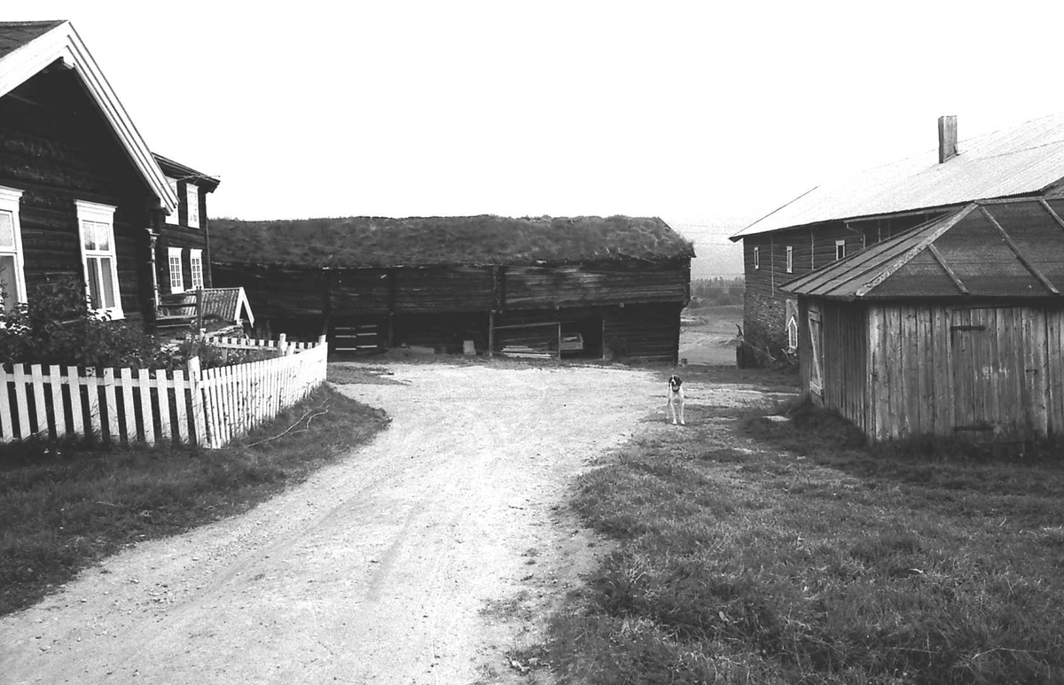 Gårdsplass, fjøs, bolighus. 