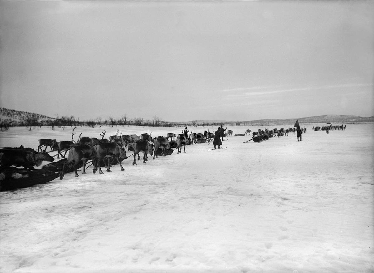Renar och människor i flyttningsrajd. Loussajärvi, Jukkasjärvi, Norrbotten. 