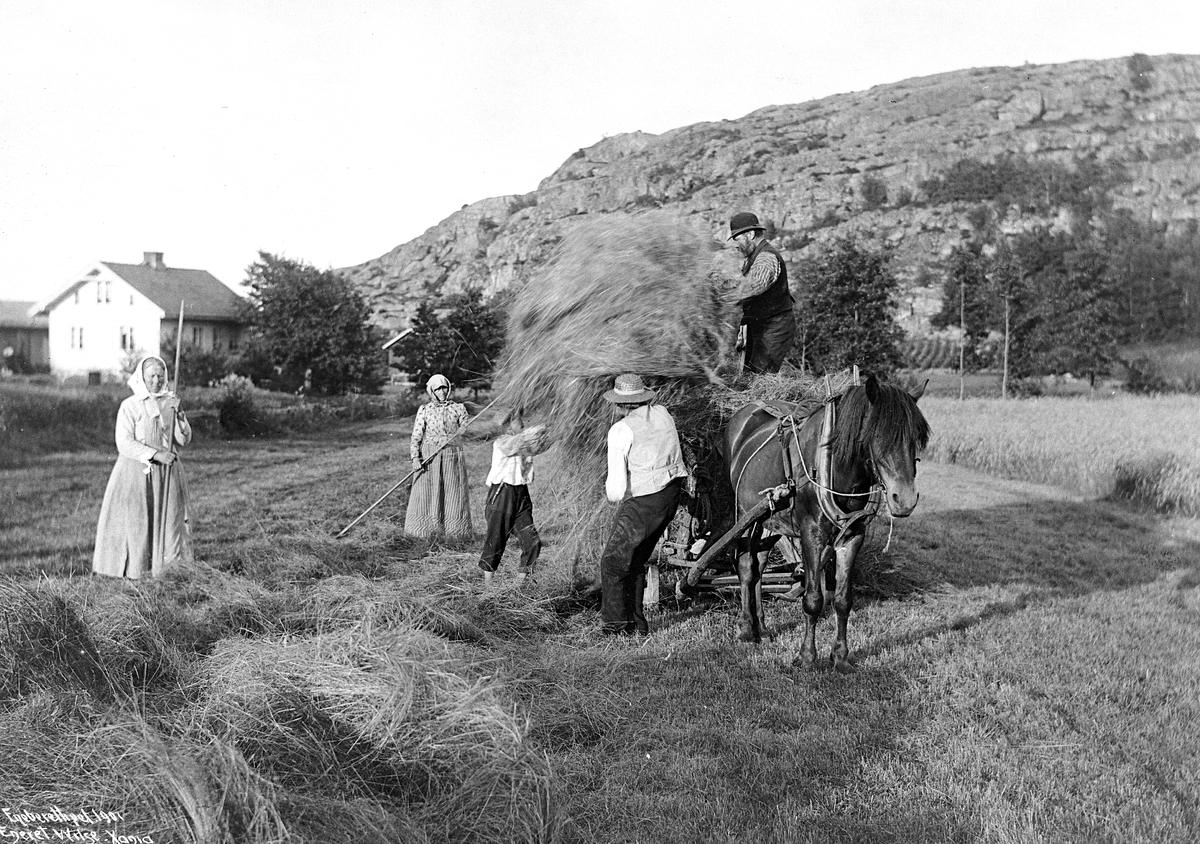 Tjømø høionn innkjøring av høiet Juli 1903