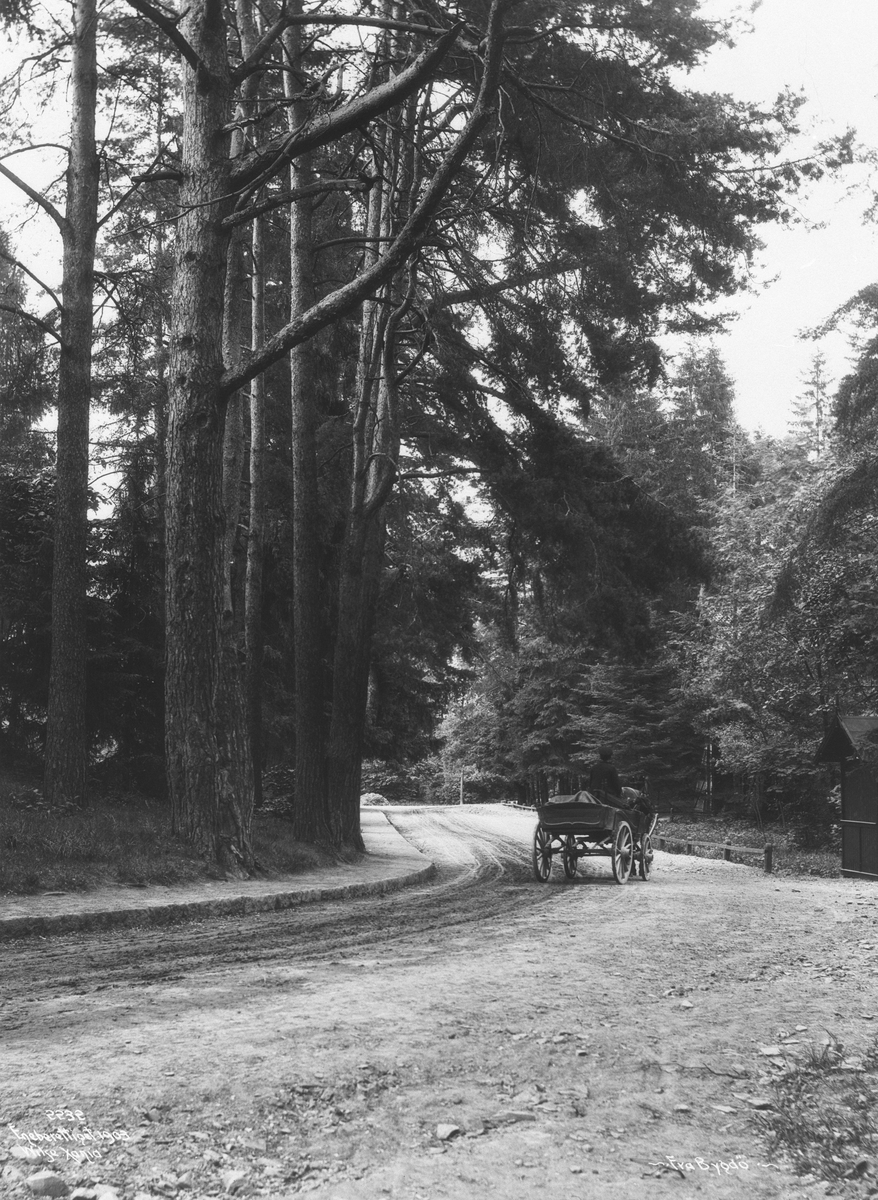 Veiparti på Bygdøy 13.juni 1903