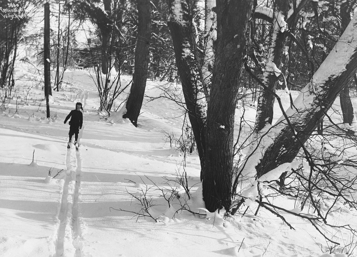 En gutt går på ski uten staver gjennom skogbrynet. Fotografert vinteren 1907.