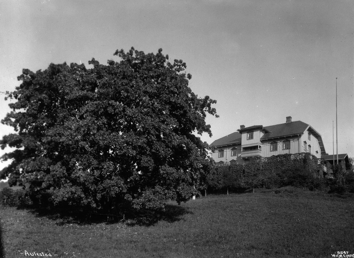 Den store lønnen i hagen. Bjørnstjerne Bjørnsons hjem Aulestad gård. Fotografert 23. september 1908.