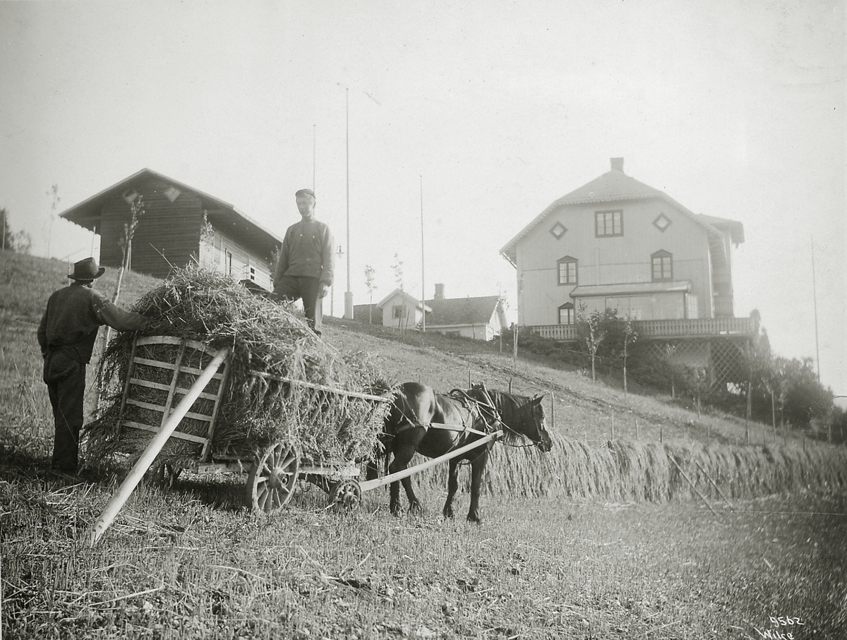 Kornet kjøres inn. Aulestad gård, 23. september 1908.