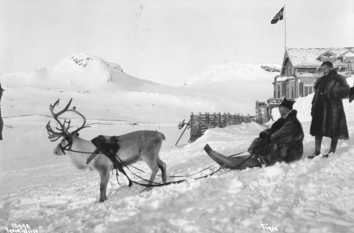 Britisk politiker og forfatter Harold Spender i pulk trukket av rein ved Finse Hotell med Lille og Store Finsenuten i bakgrunnen, Ulvik, Hordaland, 1913-1914.