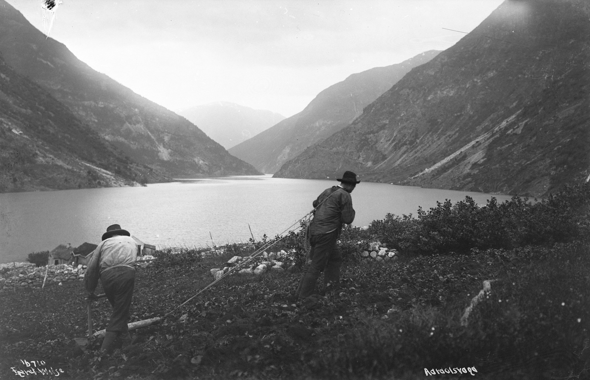 To menn pløyer potetåker ved Årdalsvatnet, 1914.