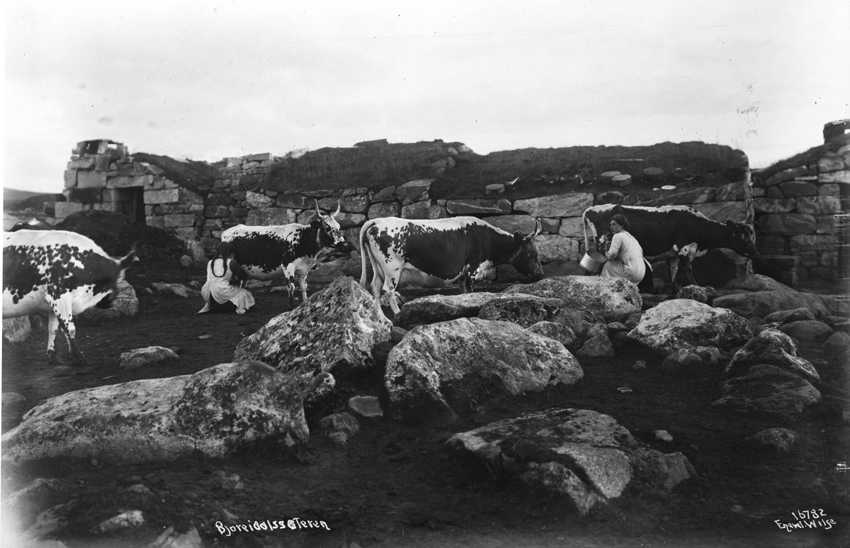 Budeier melker telemarksfe ved ei steinbu på Bjoreidalssetra, Hardangervidda, 1914.