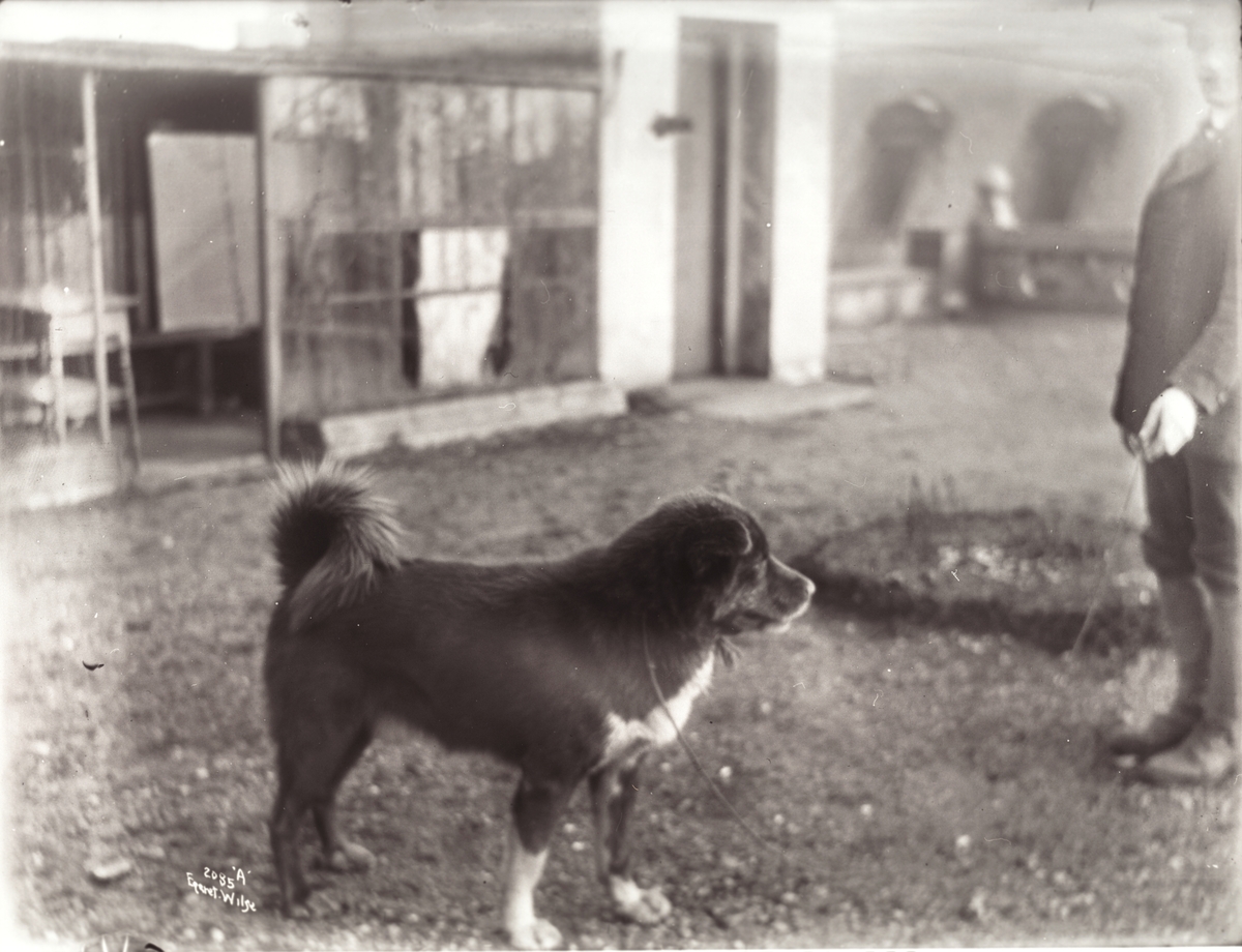 Amundsens sydpolhund, Obersten 1/4 1912