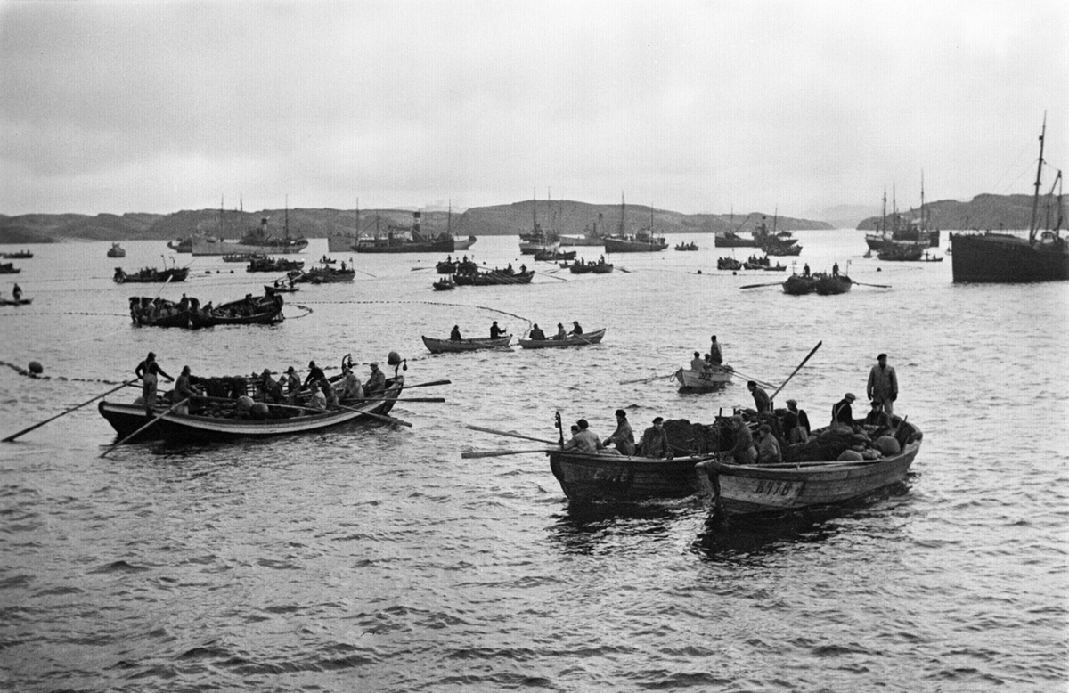 Ålesund, sildefiske er i gang, båter i ulike størrelse og ulik bemanning.