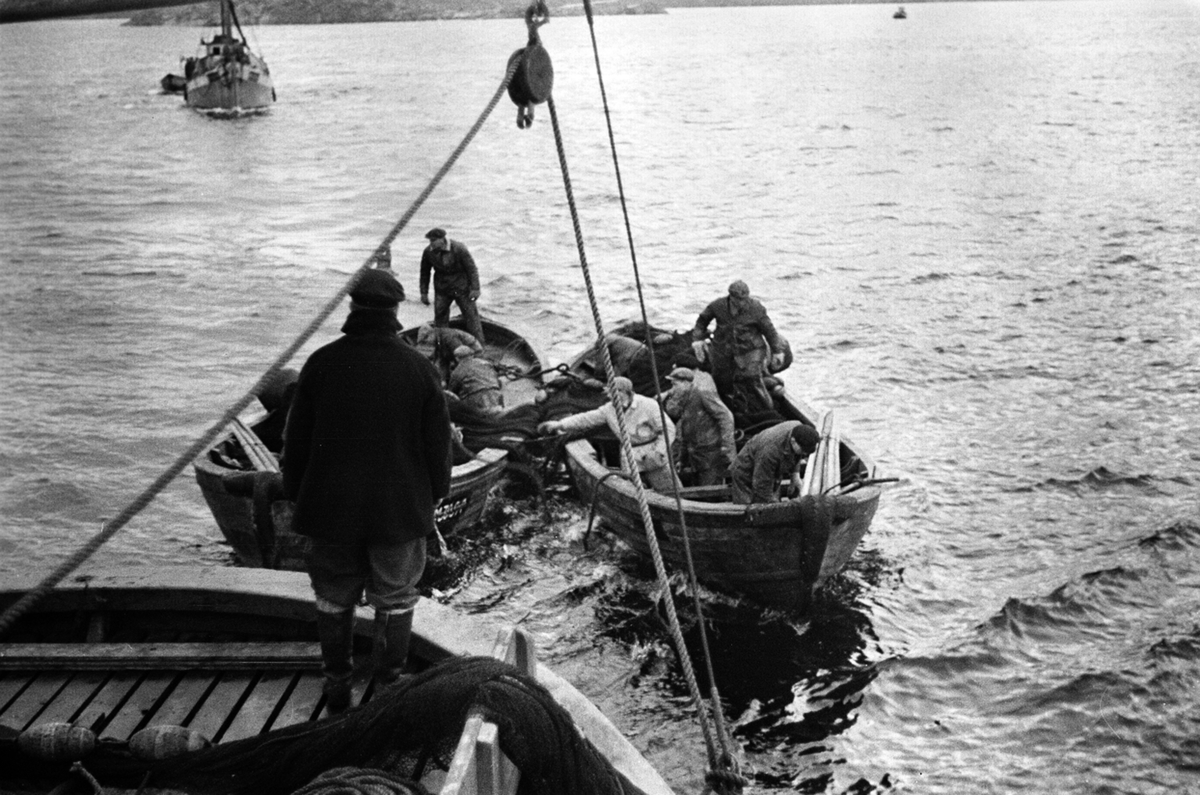 Fiskeskøyte, en mann på dekk, i sjøen akter to fiskebåter med mannskap gjør klar snurpenot, sildefiske er i gang.