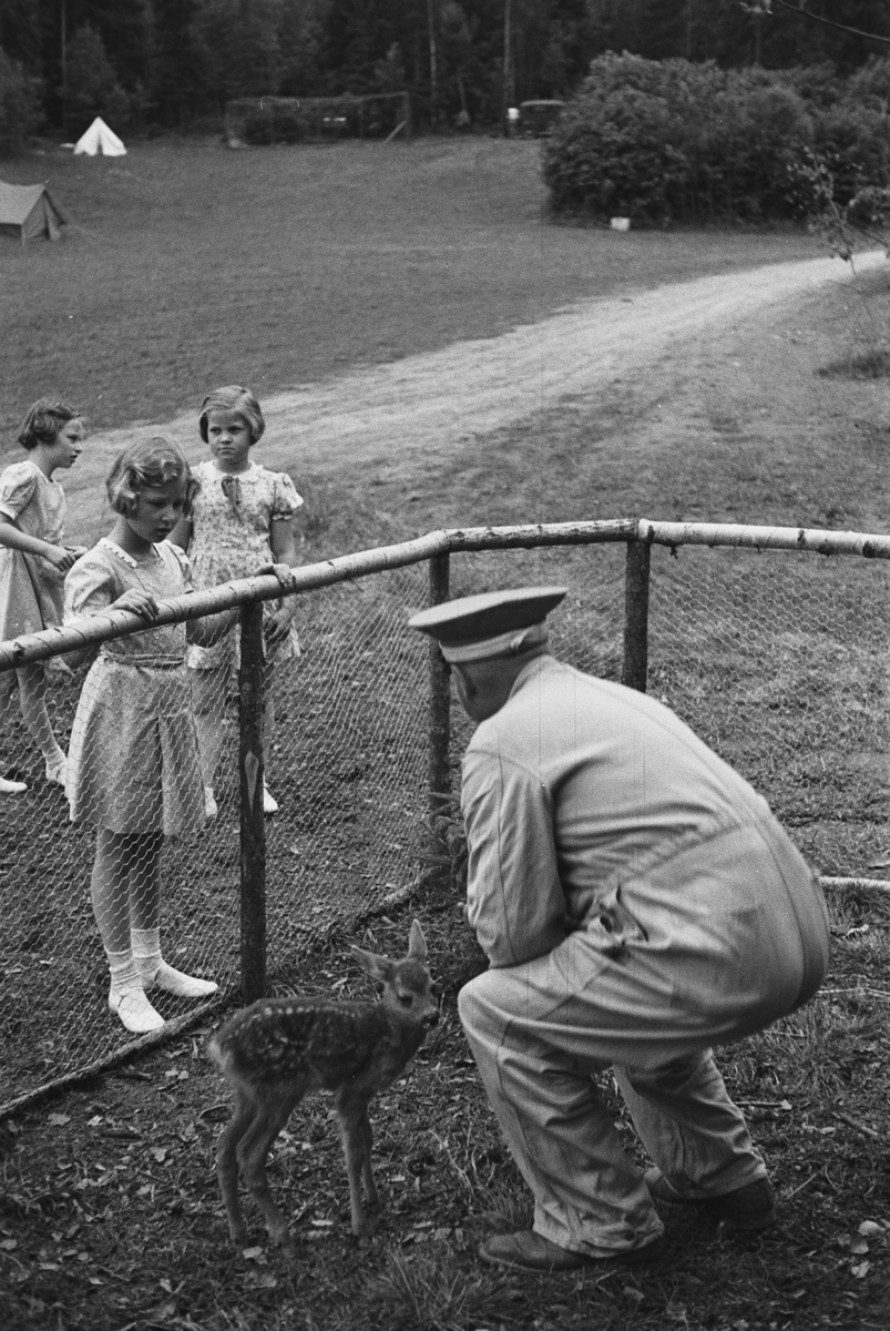 Prinsessene Ragnhild og Astrid på sommerleir ved Kongsvinger. Her ser de interessert på en dådyrkalv innenfor gjerdet.